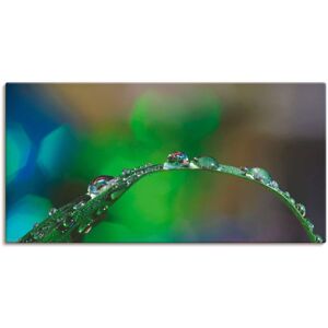 Artland Leinwandbild »Wassertropfen IV«, Gräser, (1 St.), auf Keilrahmen... Farbe Bild(er): grün Größe