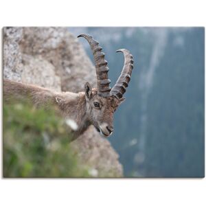 Artland Leinwandbild »Steinbock«, Wildtiere, (1 St.), auf Keilrahmen gespannt Farbe Bild(er): braun Größe