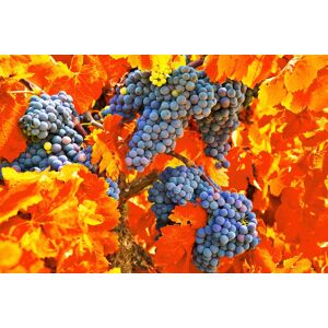 Papermoon Fototapete »TRAUBEN-STRAUBE-WEIN PFLANZEN MUSTER DEKOR BLUMEN MAKRO« bunt B/L: 2,50 m x 1,86 m
