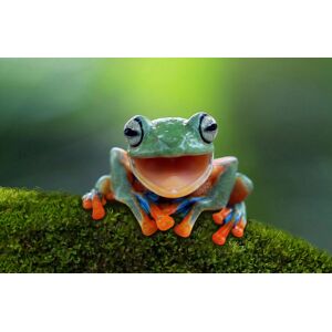Papermoon Fototapete »LACHENDER BAUM-FROSCH-TIER SEE FLUSS SEE GARTEN WALD« bunt B/L: 2,50 m x 1,86 m