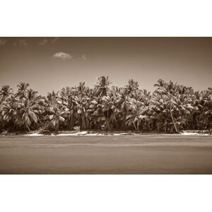 Papermoon Fototapete »PALMEN-SCHWARZ WEIssWANDBILD PALME NATUR BÄUME MEER SEE« bunt B/L: 2,50 m x 1,86 m
