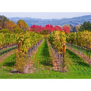 Papermoon Fototapete »WEINBERG IM HERBST-WINZER REBE WEIN GEBIRGE FELD WIESE« bunt B/L: 2,00 m x 1,49 m