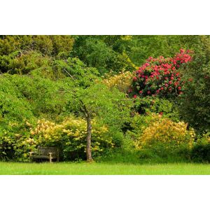 Papermoon Fototapete »WALD IN PARK-BAUM BLUMEN NATUR PFLANZE SONNE WIESE XXL« bunt B/L: 2,50 m x 1,86 m