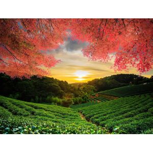 Papermoon Fototapete »TEE GARTEN-HERBST AHORN ASIEN BÄUME FELD WIESE SONNE« bunt B/L: 2,50 m x 1,86 m