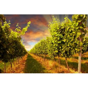 PAPERMOON Fototapete "Sunset Vineyard" Tapeten Gr. B/L: 3 m x 2,23 m, Bahnen: 6 St., bunt (mehrfarbig) Fototapeten
