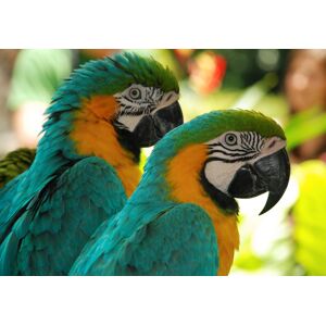 PAPERMOON Fototapete "Macaw Love Birds" Tapeten Gr. B/L: 3 m x 2,23 m, Bahnen: 6 St., bunt (mehrfarbig) Fototapeten