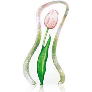 Tulpe Rosa, Groß - Målerås