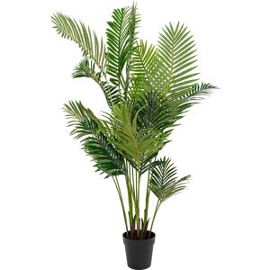 No-Name Areca Palme, H175 Cm