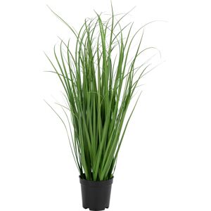 No-Name Poa Græs, H68 Cm