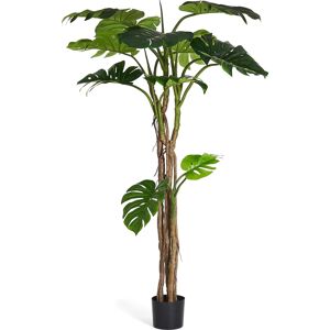 4EverGreen Monstera Plante H180 Cm