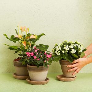 Interflora Blomstrende plante (Floristens kreative valg) inkl. potte