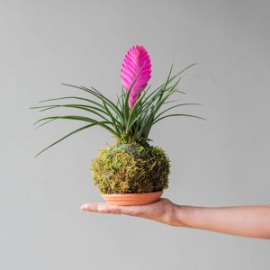 Plantas a Domicilio - Kokedama Tillandsia Pluma Rosa - Bola de musgo - COLVIN