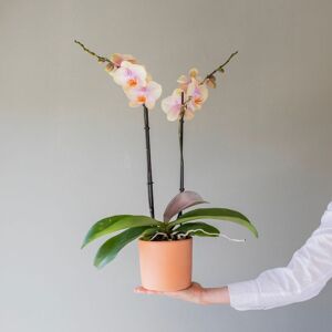 Plantas a Domicilio - Orquídea Peach - COLVIN