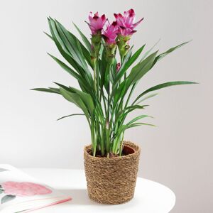 Curcuma - Interflora - Collection Plantes fleuries