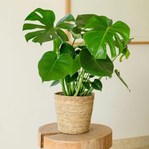 Monstera Deliciosa - Interflora - Livraison plantes vertes d'intérieur