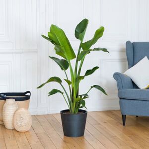 Strelitzia - Interflora - Livraison plantes vertes d'intérieur