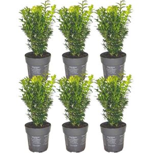 Plants by Frank - 1 meter buxushaag 6 winterharde Buxus Sempervirens planten voor een groenblijvende haag Vers van de kwekerij Buxus