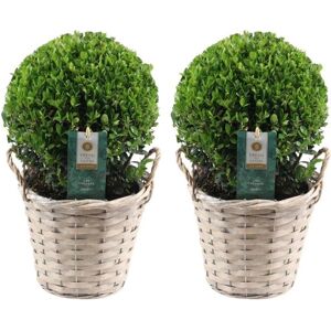 Plants by Frank echte hulstplant in bolvorm 2x Ilex crenata'Jenny'bol in rietenmand set van 2 stuks 20 cmØ diameter buxusvervanger Ilex tuinplanten buxus planten 2 stuks 20 cmØ in Rietenmand