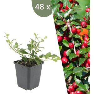 Plants by Frank 48 Dwergmispel Planten Cotoneaster dammeri Winterharde bodembedekker planten tuinplanten Winterharde vaste planten meerjarig Winterharde tuinplanten 48 stuks Cotoneaster Dammeri