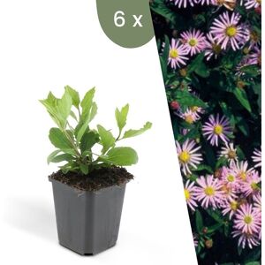 Plants by Frank 6 Asterplanten Aster ageratoides'Asran' Winterharde bodembedekker planten tuinplanten Winterharde vaste planten meerjarig Winterharde tuinplanten 6 stuks Asterplanten