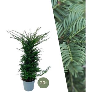 Plants by Frank 20 extra grote taxus planten voor 10 strekkende meter haag ↨ 100-125cm in 15 liter pot Taxus baccata haagplanten haagplanten winterhard haagplanten Taxus Venijnboom XL