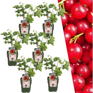 Plants by Frank 6 Kruisbessenplanten 100% Biologische Fruitplanten Kruisbessen Tuinplanten Winterharde Planten voor de Tuin 6 x Kruisbessenplant