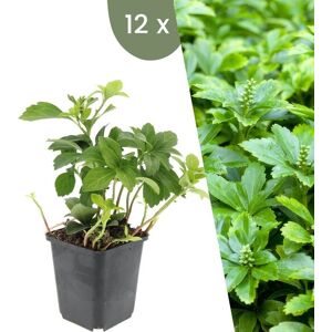 Plants by Frank 12 Dikkemanskruid planten Pachysandra terminalis'Green Carpet' Winterharde bodembedekker planten tuinplanten Winterharde vaste planten meerjarig Winterharde tuinplanten 12 stuks Dikkemanskruid Green Carpet