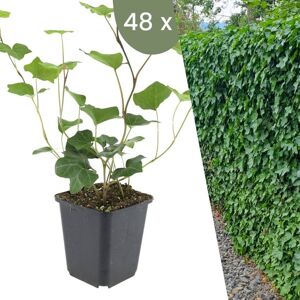 Plants by Frank 48 Atlantische Klimopplanten Hedera Hibernica Winterharde bodembedekker planten tuinplanten Winterharde vaste planten meerjarig Winterharde tuinplanten 48 stuks Hedera Hibernica