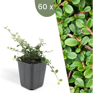 Plants by Frank 60 Dwergmispel Planten Cotoneaster praecox'Streib's Findling' Winterharde bodembedekker planten tuinplanten Winterharde vaste planten meerjarig Winterharde tuinplanten 60 stuks Cotoneaster Streibs's Findling