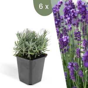 Plants by Frank 6 Lavendelplanten Lavandula angustifolia'Hidcote' Winterharde bodembedekker planten tuinplanten Winterharde vaste planten meerjarig Winterharde tuinplanten 6 Lavendel Hidcote