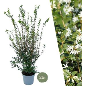Plants by Frank 25 grote Schijnhulst planten voor 10 strekkende meter haag ↨ 100-125 cm in 12 liter pot Osmanthus x Burkwoodii haagplanten winterharde haagplanten haagplanten Schijnhulst XL