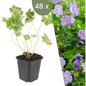 Plants by Frank 48 Ooievaarsbek Planten Geranium'Rozanne' Winterharde bodembedekker planten tuinplanten Winterharde vaste planten meerjarig Winterharde tuinplanten 48 stuks Geranium Rozanne