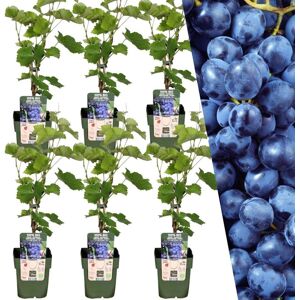 Plants by Frank 6 Druivenplanten 100% Biologische Fruitplanten Druiven Tuinplanten Winterharde Planten voor de Tuin 6 x Blauwe druivenplant
