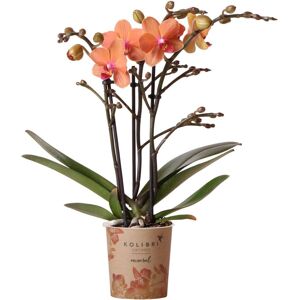 Everspring Kolibri Orchids Oranje Phalaenopsis orchidee - Mineral Bolzano - potmaatØ9cm bloeiende kamerplant - vers van de kweker Oranje