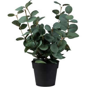 Standard produsent Plante Eucalyptus I Potte