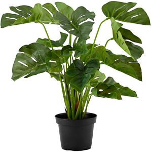 Standard produsent Plante Monstera