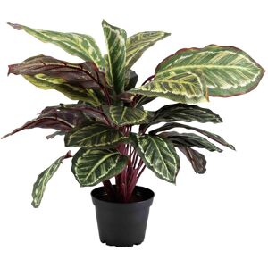 Standard produsent Plante Maranta