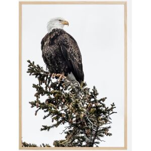 Bildverkstad Eagle Plakat (30x40 Cm)