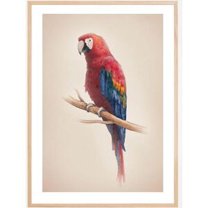 Bildverkstad Tropical Parrot Plakat (70x100 Cm)