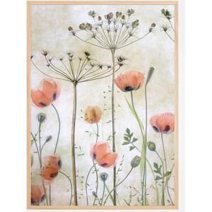 Bildverkstad Poppy Meadow Plakat (70x100 Cm)