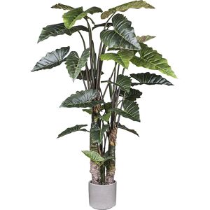 kaiserkraft Planta de taro, vaso em cimento, altura 2600 mm