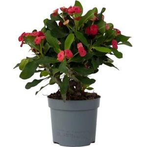 Plant In A Box Cactos e Suculentas Euphorbia Milii Conjunto de 1 Pote 13Cm Altura 25-35Cm