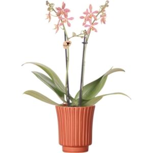 Kolibri Orchids Orquídea Phalaenopsis Laranja Aranha em Terracota Retro Tamanho Do Vaso 9Cm Planta de Casa com Flor