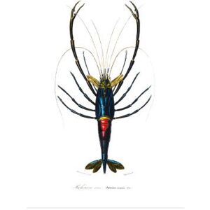 Newport Palemon Ornatum