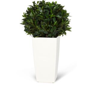 Wexter Konstväxt lagerboll 35cm