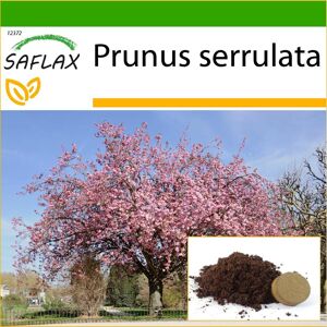SAFLAX - Wild Black Cherry - 30 frön - Med kruksubstrat för bättre odling - Prunus serrulata
