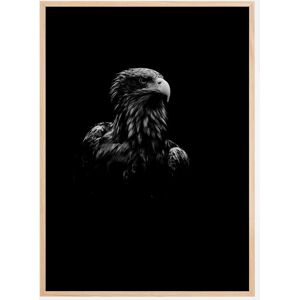 Bildverkstad Black Eagle Poster (50x70 Cm)