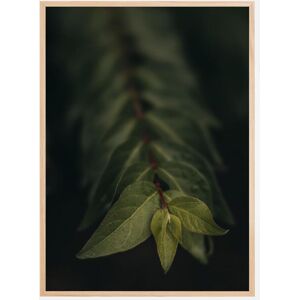 Bildverkstad Blurry Branch Poster (50x70 Cm)