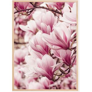 Bildverkstad Magnolia Tree Poster (50x70 Cm)