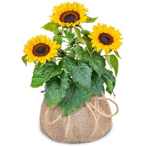 123 Flowers Sunflower Beauty